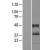 Western Blot: ABHD2 Lysate [NBL1-07195] - Western Blot experiments. 
Left-Control; Right -Over-expression Lysate for ABHD2